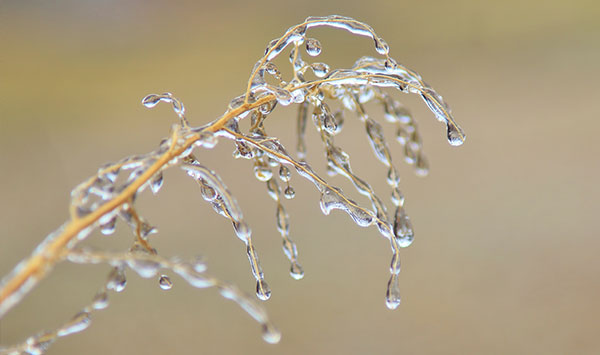 Transparens
